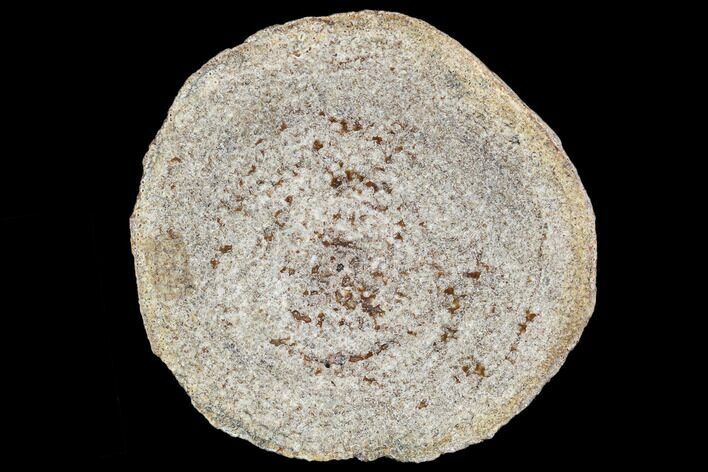 Polished Dinosaur Bone (Gembone) Section - Utah #106889
